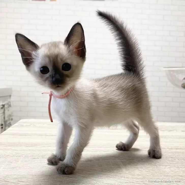 ID:2409-00854の子猫