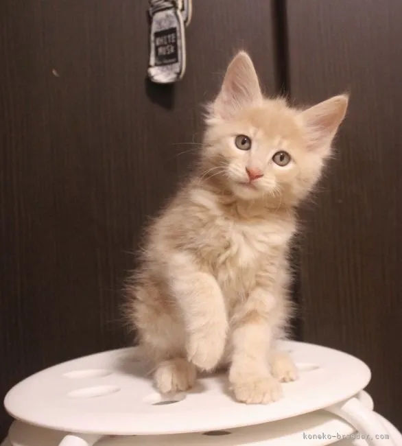 ID:2109-02172の子猫