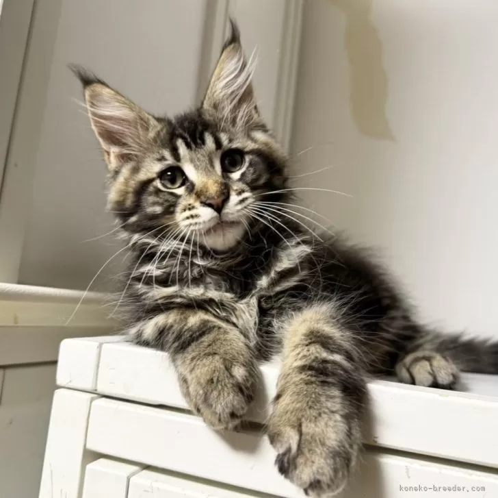 ID：2312-00353の子猫