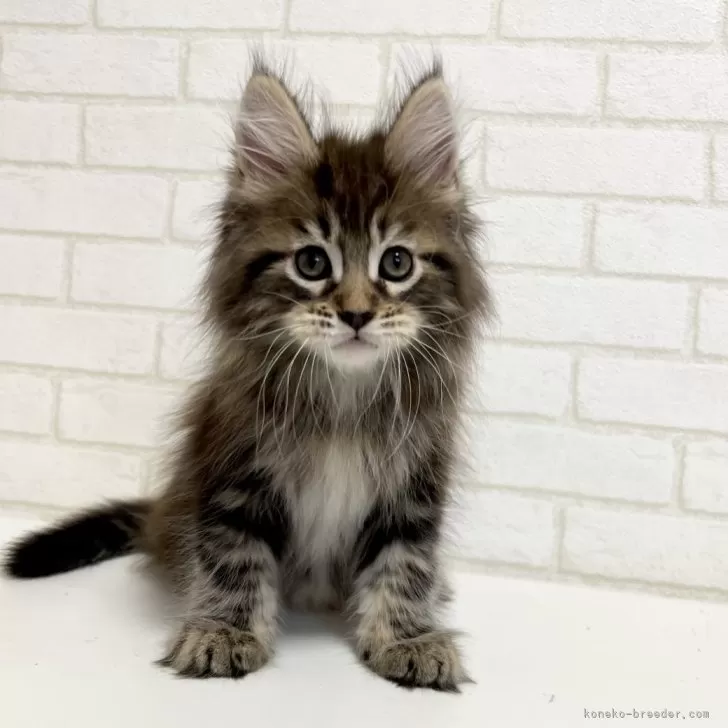 I.Y 様のお迎えした子猫