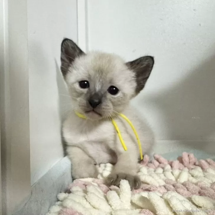 ID:2408-02043の子猫