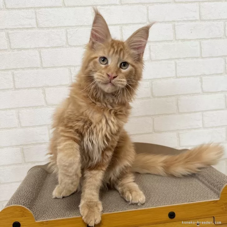 つまみにゃ 様のお迎えした子猫