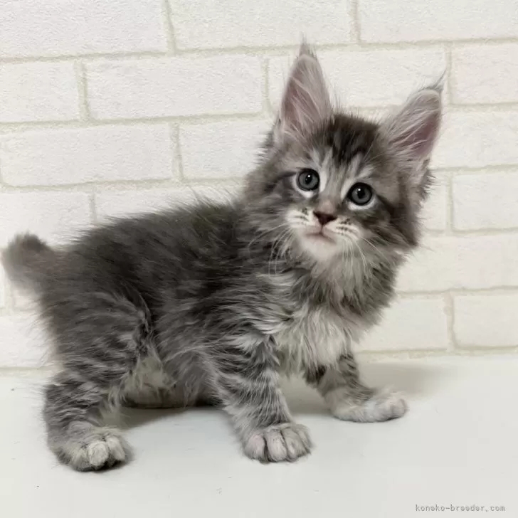 ID：2312-01832の子猫