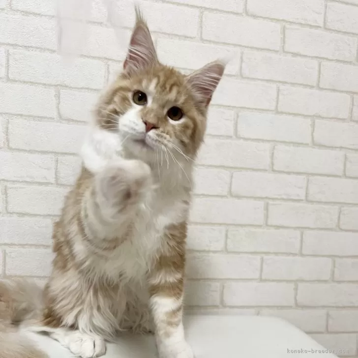 yuiyan 様のお迎えした子猫