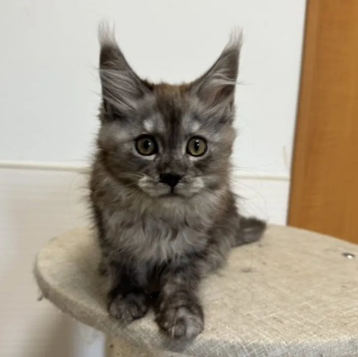 まるろ 様のお迎えした子猫