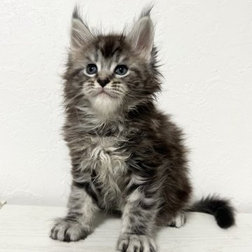 メインクーン【京都府・男の子・2024年7月3日・シルバータビー】の写真「ルシファー×ファイザーBaby/3匹兄妹」