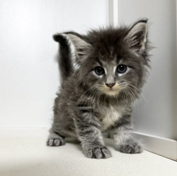 メインクーン【京都府・女の子・2024年8月20日・ブルータビー】の写真「阿修羅Baby/一人っ子」