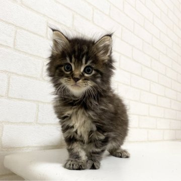 メインクーン【京都府・男の子・2024年9月14日・ブラウンタビー】の写真「ルシファーBaby/4匹兄妹」