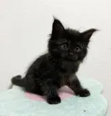 メインクーン【京都府・女の子・2021年10月4日・ブラック】の写真1「11月22日 撮影」