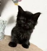 メインクーン【京都府・女の子・2021年10月4日・ブラック】の写真3「11月22日 撮影」