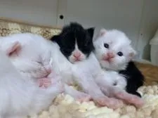 メインクーン【京都府・男の子・2021年1月12日・ホワイトソリッド】の写真4