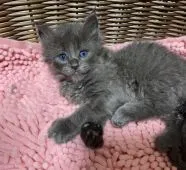 メインクーン【京都府・男の子・2020年12月24日・ブルーソリッド】の写真5「1月31日　撮影」