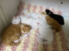 メインクーン【京都府・男の子・2021年1月12日・ホワイトソリッド】の写真5