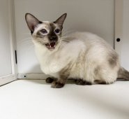 シャム(サイアミーズ)【・男の子・2023年9月20日・チョコレートポイント】