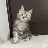 メインクーン【京都府・男の子・2025年8月30日・シルバータビー】の写真4