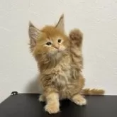 メインクーン【京都府・男の子・2025年9月1日・レッドタビー】の写真7