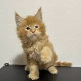 メインクーン【京都府・男の子・2025年9月1日・レッドタビー】の写真8