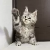 メインクーン【京都府・男の子・2025年8月30日・シルバータビー】の写真3