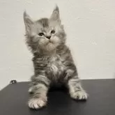 メインクーン【京都府・男の子・2025年8月30日・シルバータビー】の写真15