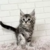 メインクーン【京都府・女の子・2025年6月26日・シルバータビー】の写真3