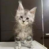 メインクーン【京都府・男の子・2025年8月30日・シルバータビー】の写真2