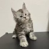 メインクーン【京都府・男の子・2025年8月30日・シルバータビー】の写真12