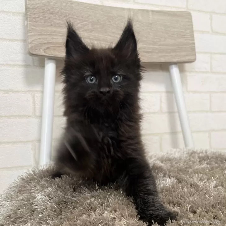 ID：2503-01555の子猫