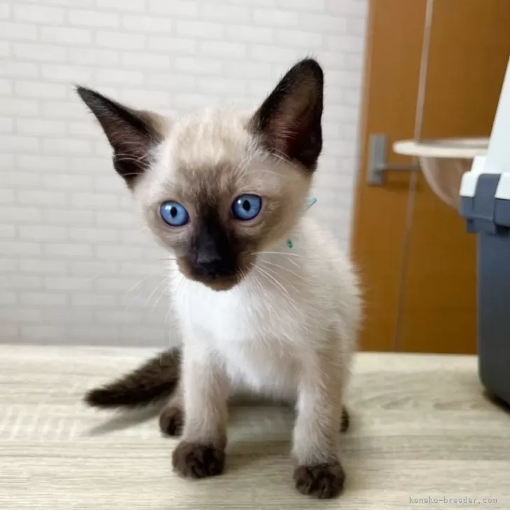 ID:2502-01348の子猫