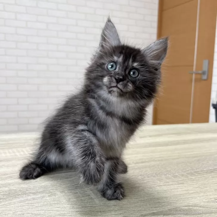 Y.M 様のお迎えした子猫