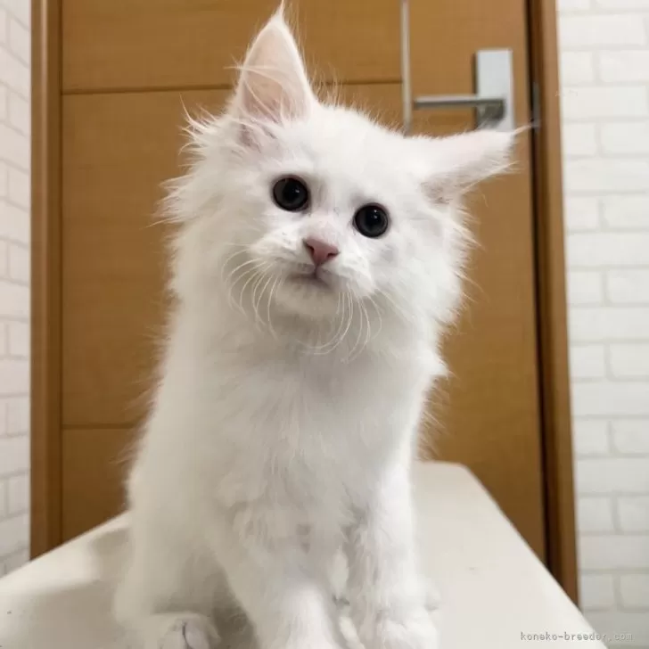 ID：2505-03905の子猫