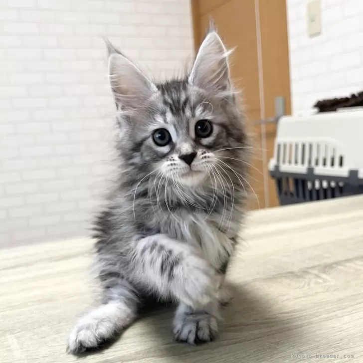 ID：2507-02580の子猫