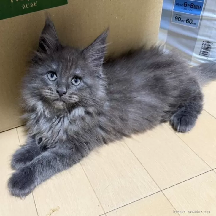 ID:2503-01556の子猫