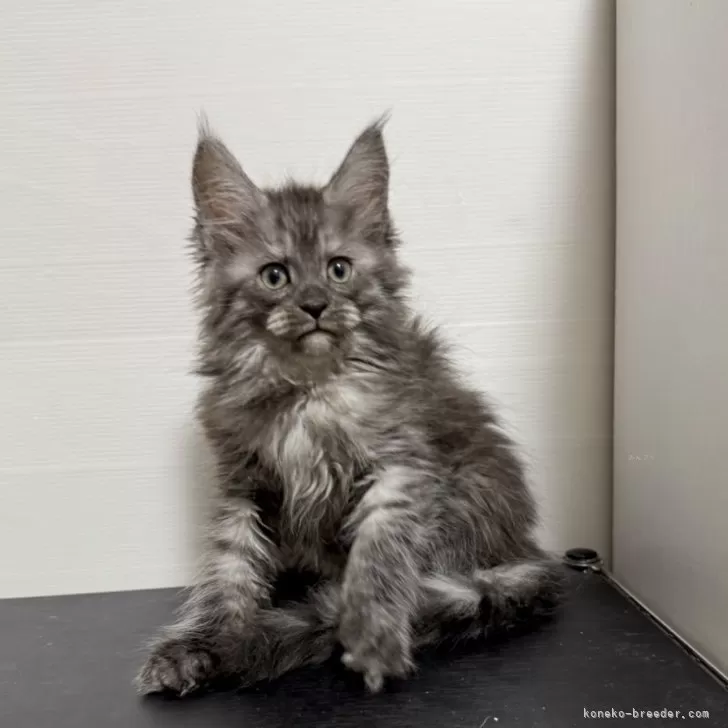 ID：2509-00041の子猫