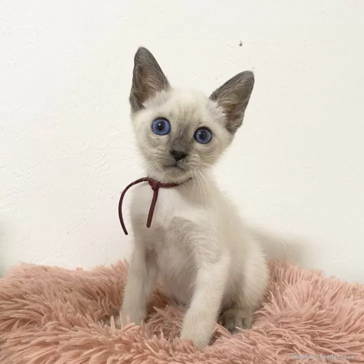 オク 様のお迎えした子猫
