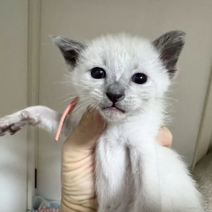 シャム(サイアミーズ)【京都府・女の子・2025年10月29日・ブルーポイント】の写真1