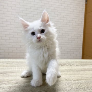 メインクーン【京都府・男の子・2025年3月11日・ホワイトソリッド(ゴールドアイ)】の写真「ルシファーBaby/4匹兄妹」