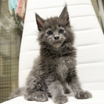 メインクーン【京都府・男の子・2025年10月7日・ブルーソリッド】の写真「ルシファーBaby/6匹兄妹」