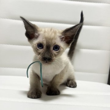 シャム(サイアミーズ)【京都府・男の子・2025年10月29日・シールポイント】の写真「7匹兄妹水色リボンくん」