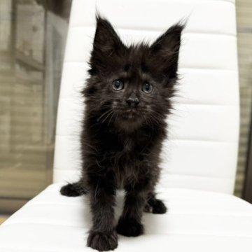 メインクーン【京都府・女の子・2025年10月7日・ブラックソリッド】の写真「ルシファーBaby/6匹兄妹」