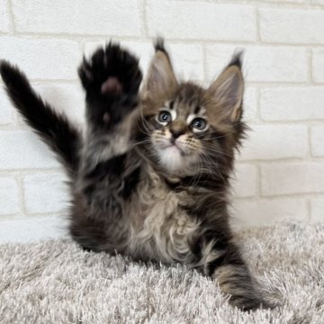 メインクーン【京都府・男の子・2025年9月30日・ブラウンタビー】の写真「ファイザー×ルシファーBaby/4匹兄妹」