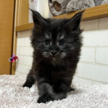 メインクーン【京都府・女の子・2025年10月6日・ブラックスモーク】の写真「ゼウスBaby/３匹兄妹」