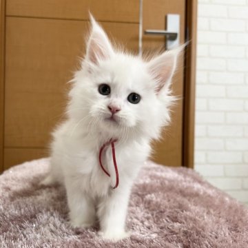 メインクーン【京都府・女の子・2025年3月11日・ホワイトソリッド(ゴールドアイ)】の写真「ルシファーBaby/4匹兄妹」