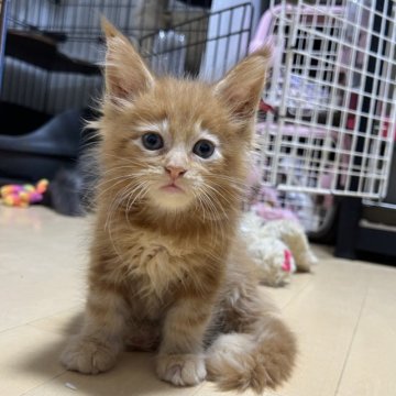 メインクーン【京都府・男の子・2025年8月12日・レッドタビー】の写真「ルシファーBaby/4匹兄妹」