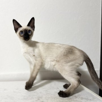 シャム(サイアミーズ)【京都府・男の子・2025年12月9日・シールポイント】の写真「4匹兄弟の青色リボンくん」