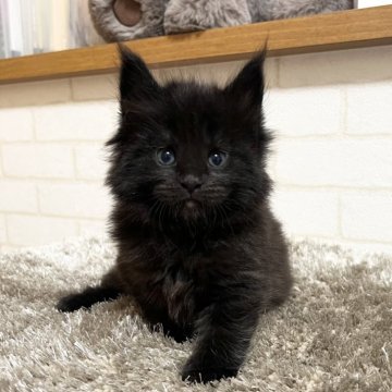 メインクーン【京都府・男の子・2025年10月6日・ブラックソリッド】の写真「ゼウスBaby/３匹兄妹」