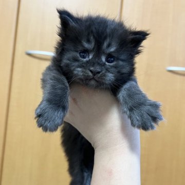 メインクーン【京都府・女の子・2025年10月6日・ブラックスモーク】の写真「ゼウスBaby/３匹兄妹」