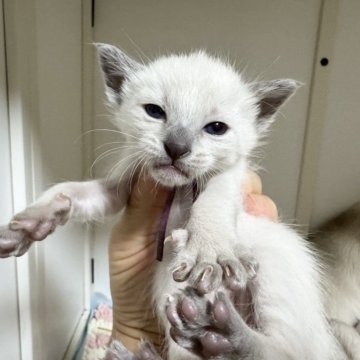 シャム(サイアミーズ)【京都府・男の子・2025年10月29日・ブルーポイント】の写真「7匹兄妹紫リボンくん」