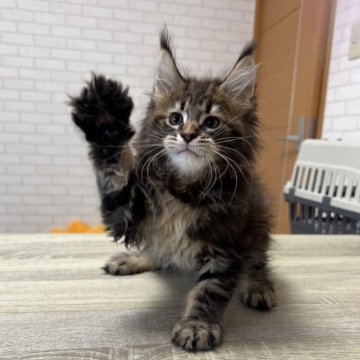 メインクーン【京都府・男の子・2025年5月22日・ブラウンタビー】の写真「ルシファー×ファイザーbaby/3匹兄弟」