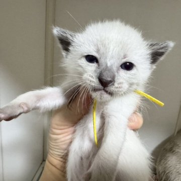 シャム(サイアミーズ)【京都府・男の子・2025年10月29日・ブルーポイント】の写真「7匹兄妹黄色リボンくん」