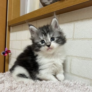 メインクーン【京都府・女の子・2025年10月6日・シルバータビー&ホワイト】の写真「ゼウスBaby/３匹兄妹」